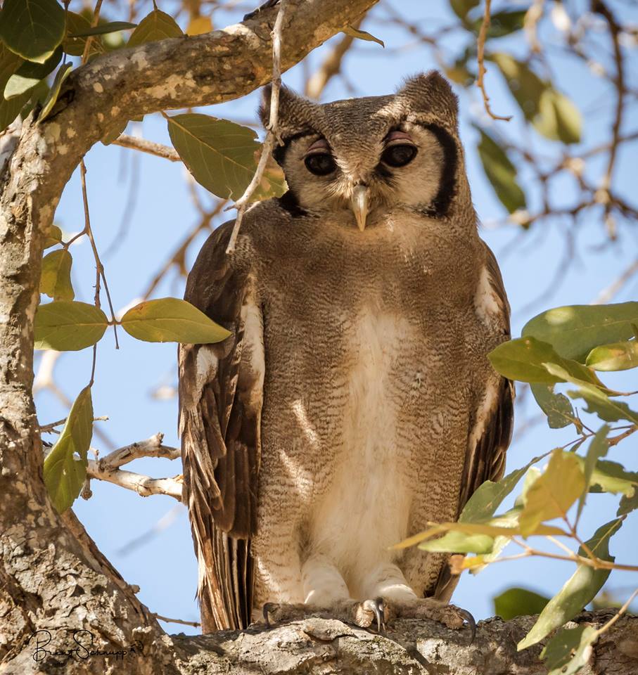 Giant Eagle Owl in Africa – Brent Schnupp Photography